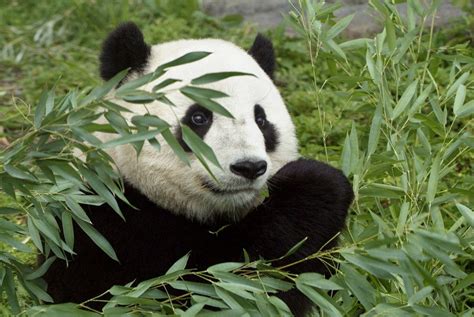 Unleashing the Bamboo Rush: The Effects of Climate Change on the Panda's Food Supply