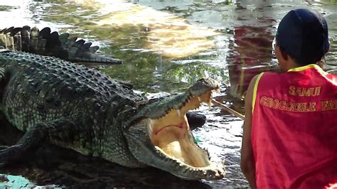 Unleashing the Beast: Inside the World of Crocodile Training and Preparation