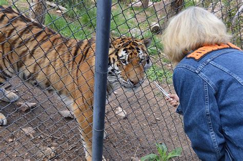 Unleashing the Hidden Emotions: Discovering the Intense Sensations of a Tiger Encounter in Dreams