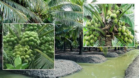 Unleashing the Potency of Juvenile Coconuts: A Paradigm of Well-being