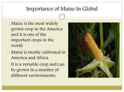 Unleashing the Potential: Innovative Uses of Maize