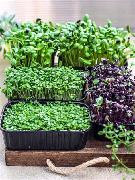 Unleashing your Green Thumb: Getting Started with Vegetable Gardening