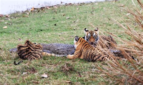 Unlock Your Wildest Fantasies: Engaging with Tiger Cubs through Dream Interaction