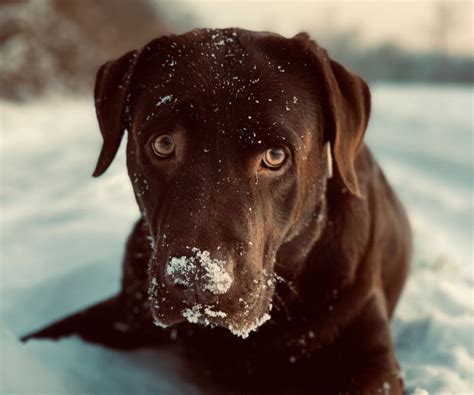 Unlocking Memories: The Role of Dreams in Recalling Past Encounters with Canine Companions