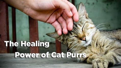 Unlocking the Charm: The Therapeutic Power of Sweet Kittens