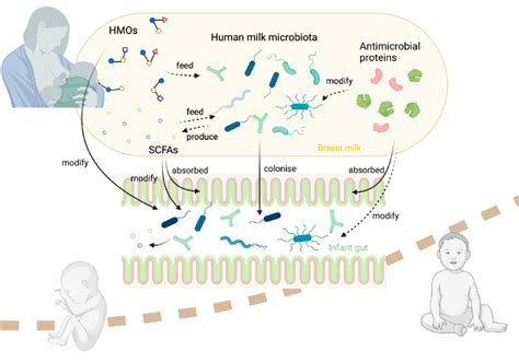 Unlocking the Curative Potential of Human Milk