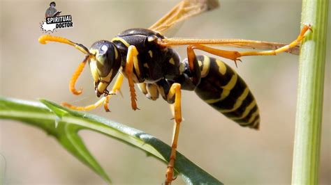 Unlocking the Depths of the Mind: Insights into the Symbolism of Shoe-Invading Insects