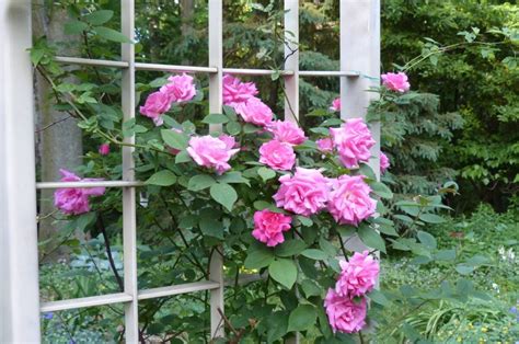 Unlocking the Enigma of Cultivating Luxuriant Climbing Roses