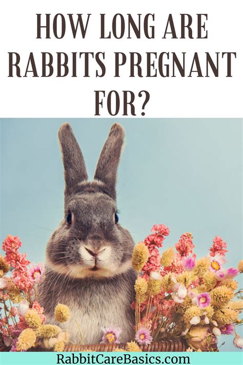 Unlocking the Enigma of Dreaming About Rabbits' Pregnancy