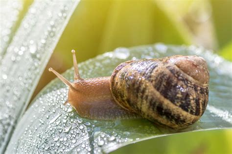 Unlocking the Enigma of Snails Found in the Comfort of our Beds