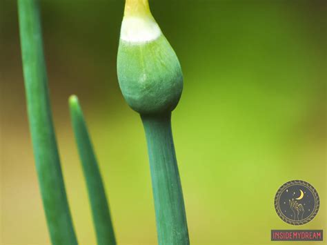 Unlocking the Enigmas of Dreams Involving Fresh Green Onions: Tips for Decoding