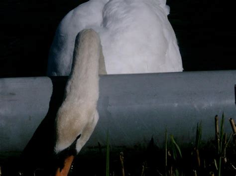 Unlocking the Enigmas of Swan Nipping Reveries