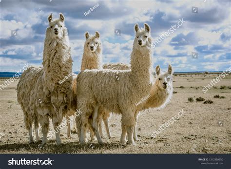 Unlocking the Enigmatic Existence of Enormous Llamas in their Natural Habitat