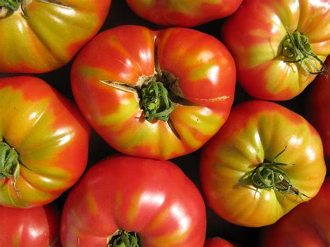 Unlocking the Fascinating Histories and Origins of Popular Tomato Varieties