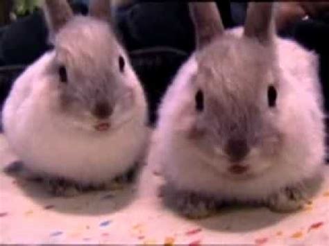 Unlocking the Hidden Messages of Departed Infant Bunnies