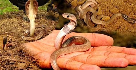 Unlocking the Hidden Significance of Serpent's Venomous Attack