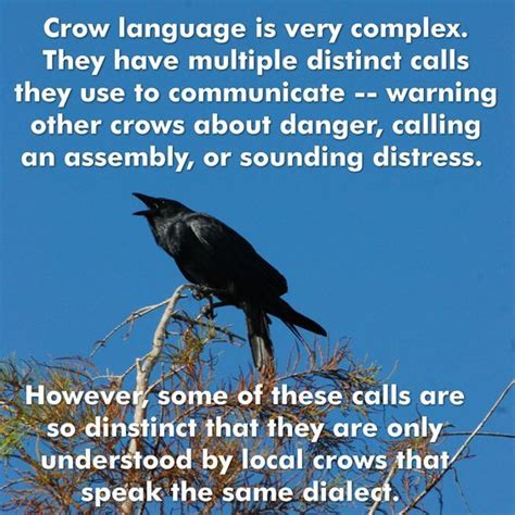 Unlocking the Intricacies of Crow Communication