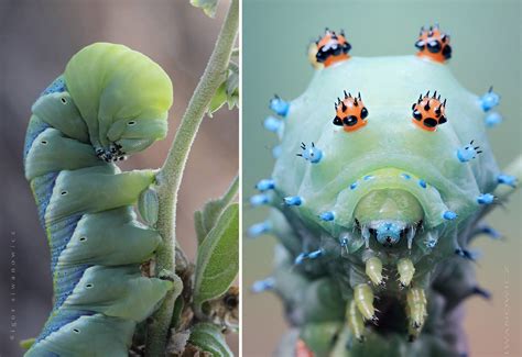 Unlocking the Mysteries: Exploring the Caterpillar's Unusual Behaviors