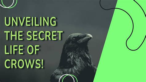 Unlocking the Mysteries of Crow Age and Lifespan