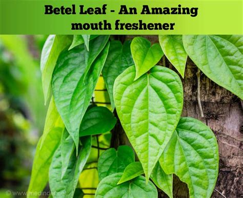 Unlocking the Potential: Health Benefits of Betel Leaves