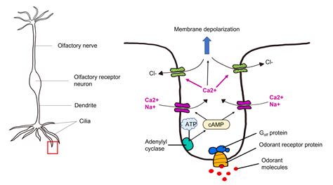 Unlocking the Potential Benefits of Olfactory Exploration