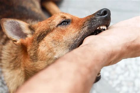 Unlocking the Psychological Significance Behind Dreams of Canine Ankle Nipping