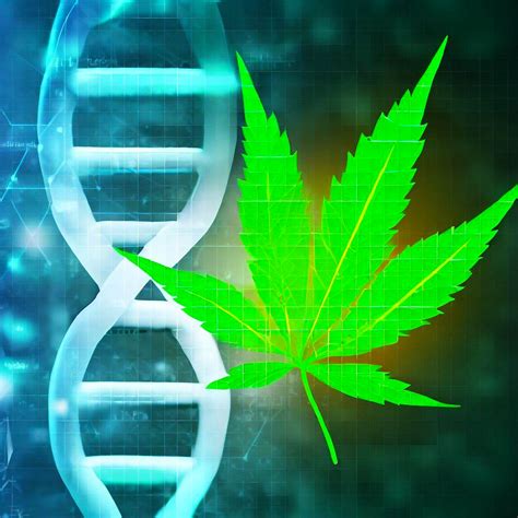 Unlocking the Science Behind the Cannabis High