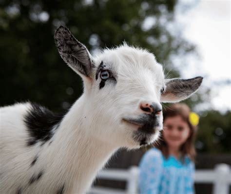 Unlocking the Secrets: Exploring the Symbolism behind the Enigmatic Ebony Goat