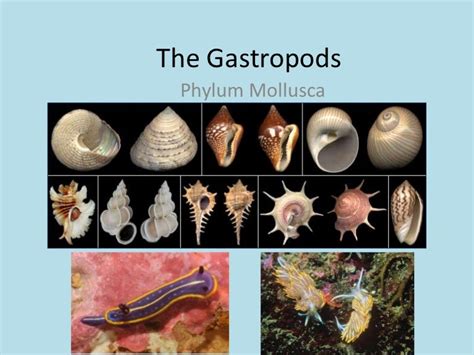 Unlocking the Secrets of Petite Gastropods: Delving into their Intriguing Life Cycles and Adaptations