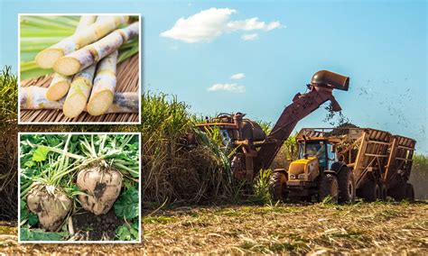 Unlocking the Secrets of Sugar Cane Processing: From Field to Table