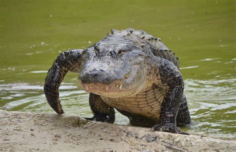 Unlocking the Significance of Alligators in Dream Interpretation