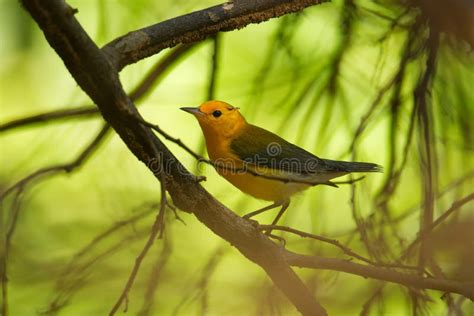 Unlocking the Significance of Capturing a Small Yellow Songbird in Our Dreams