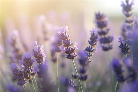 Unlocking the Symbolism and Significance of Lavender Blossoms