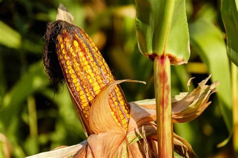 Unlocking the Symbolism of Corn in Dreams