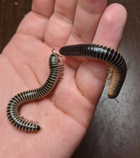 Unlocking the cryptic messages concealed within visions of infant millipedes