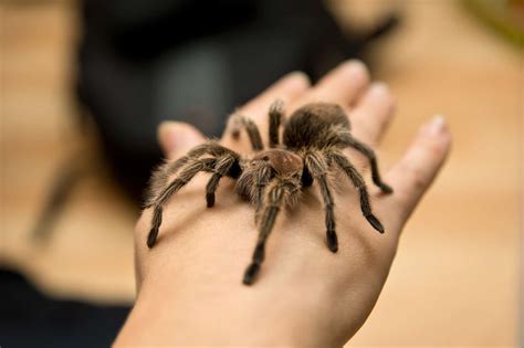 Unmasking the Enigma of Envisioning Tarantula Venomous Stings