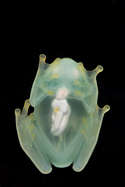 Unmasking the See-Through Amphibian: A Remarkable Discovery