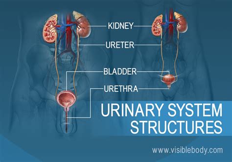 Unmasking the Underlying Medical Factors Behind Enigmatic Obstruction of Urinary Flow in the Realm of Dreams