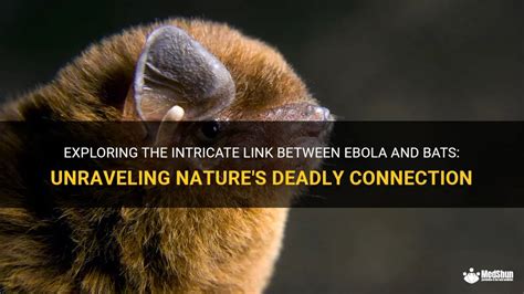 Unraveling the Connection Between Bats and Our Subconscious Mind