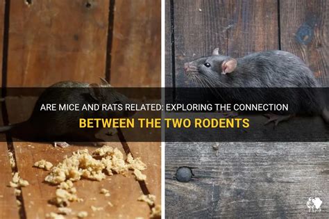 Unraveling the Connection between Feline and Rodent Reveries