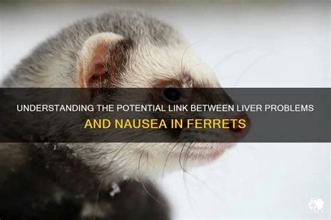 Unraveling the Connection between Past Experiences and Ferret Attack Dreams