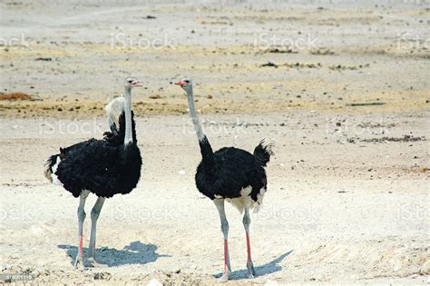 Unraveling the Cultural Context: Talking Ostriches in Different Dream Traditions