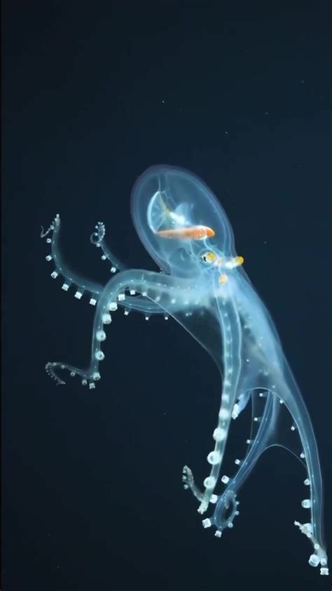 Unraveling the Enigma: The Elusive Nature of the Mysterious Dark Cephalopod
