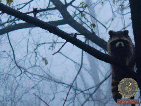 Unraveling the Enigmatic Significance of Raccoons in the Realm of Dream Interpretation