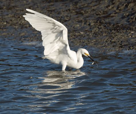 Unraveling the Ethereal Significance Behind the Majestic Egret