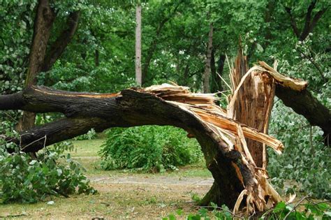 Unraveling the Hidden Meanings: Exploring the Significance of a Fallen Tree as a Reflection of Your Inner World