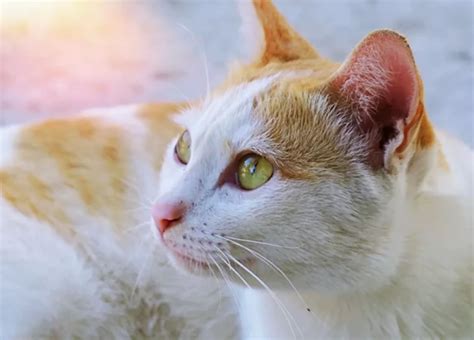 Unraveling the Hidden Meanings Behind Dreams Featuring Fleas on Felines