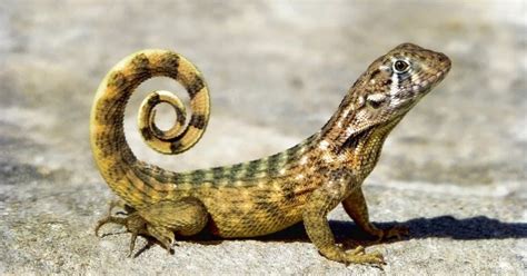 Unraveling the Hidden Messages Behind Lizard Dreams