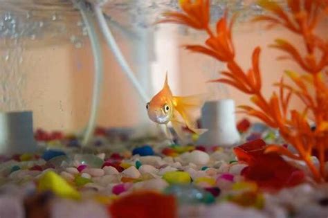 Unraveling the Hidden Symbolism behind Dreaming of Lovable Pet Goldfish