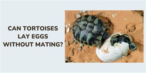 Unraveling the Importance of a Tortoise as a Symbol of Pregnancy